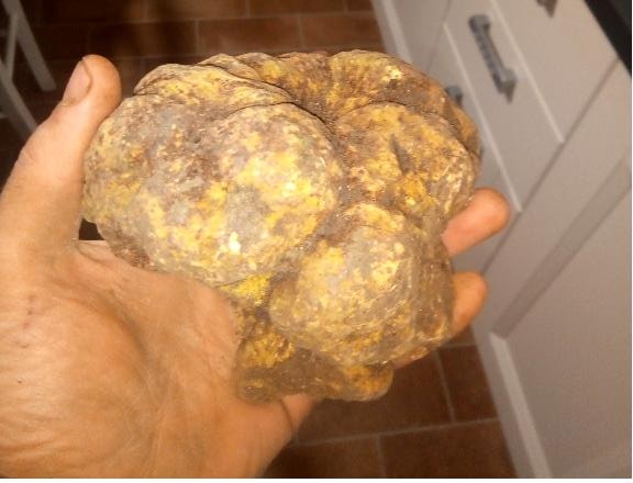 tartufo bianco pregiato su mano sporca di terra cavatore tartuficoltore