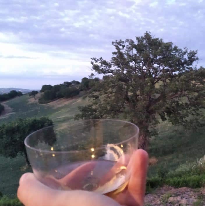 paesaggio tartufigeno marchigiano con calice di vino in vetro su sfondo roverella campo ad erba medica