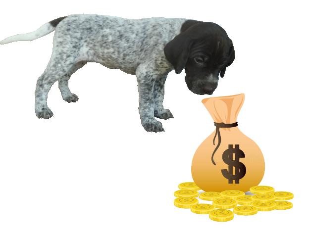 Immagine su sfondo bianco cane cucciolo da tartufo roano bianco marrone con sacco di soldi dollari e monete d'oro sparse a terra
