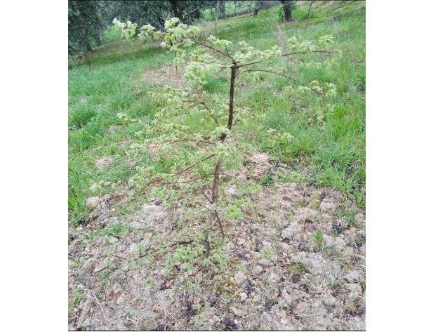 albero di roverella micorizzato di 4 anni zappata manualmente e potata